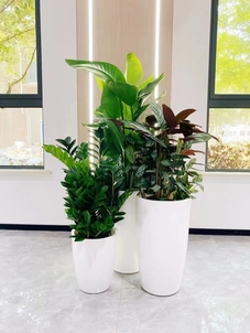 宁波江北盆景租赁方案