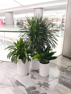 深挖宁波慈溪植物租摆设计，塑造别样植物风情